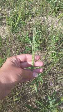 Image of wild einkorn