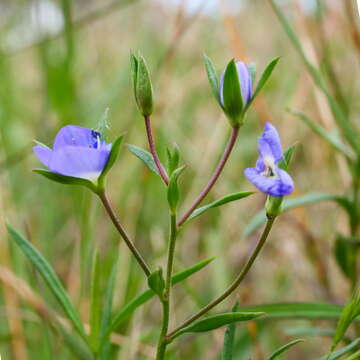 Image of Veronica scardica Griseb.