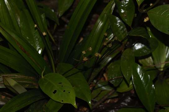 Слика од Bisboeckelera microcephala (Boeckeler) T. Koyama