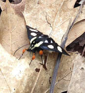 Alypia octomaculata Fabricius 1775的圖片