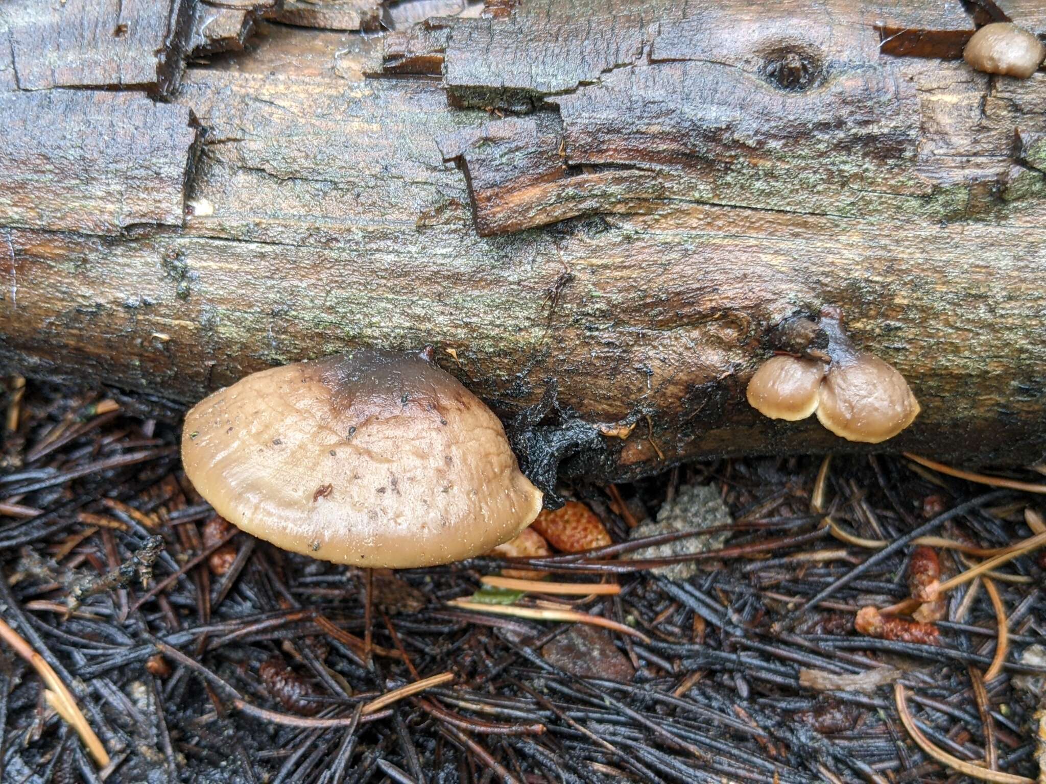 Image of Lentinellus montanus O. K. Mill. 1965