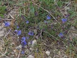 Слика од Veronica capsellicarpa Dubovik