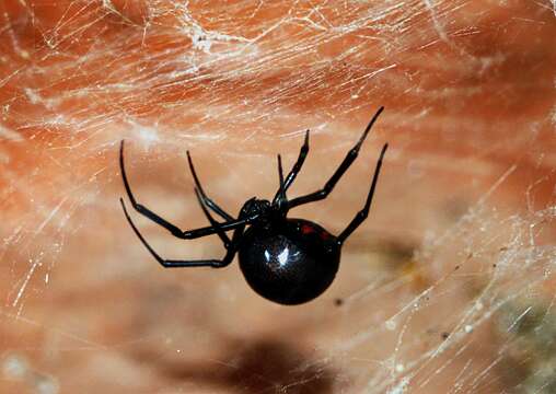 Image of Western Black Widow spider