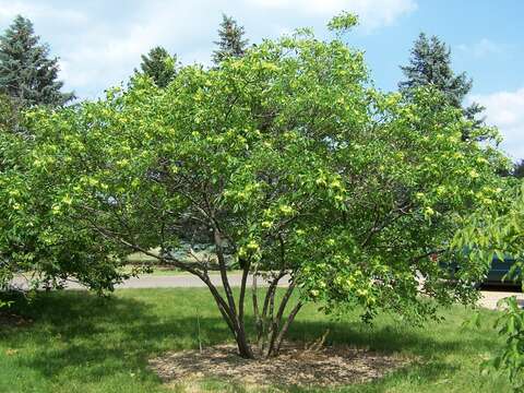 Image of common hoptree