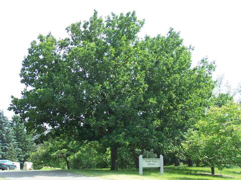 Image of Mongolian Oak