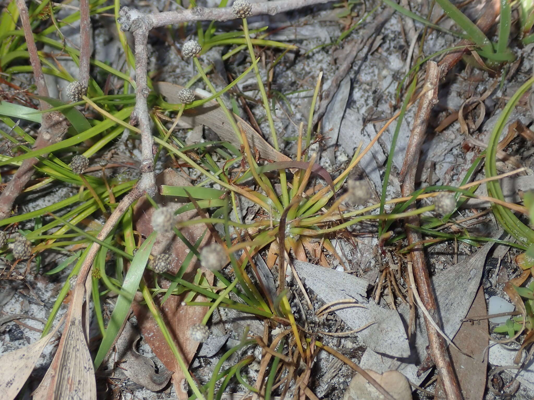 Sivun Eriocaulon scariosum Sm. kuva