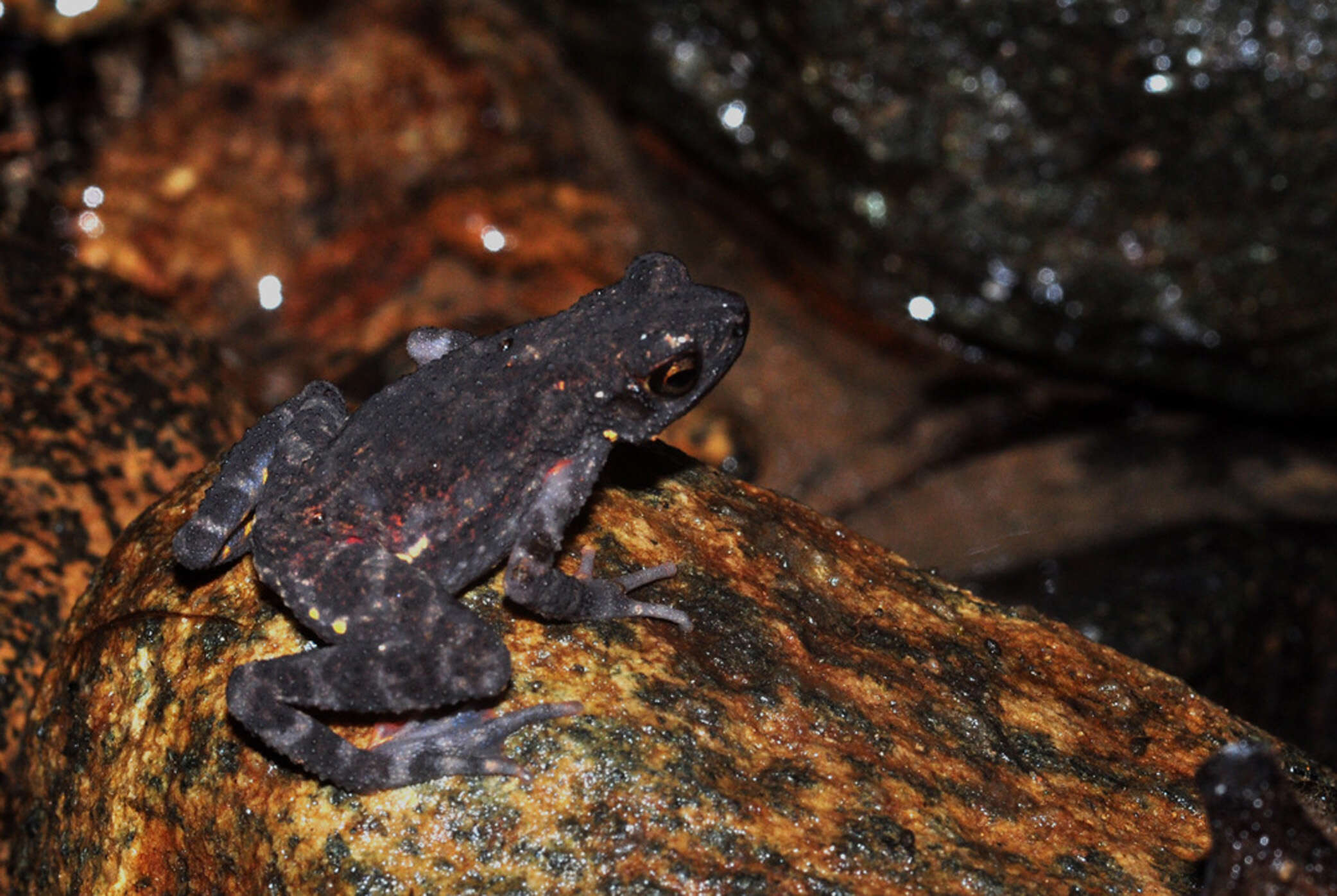 Image of Malabar torrent toad