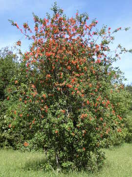 Image of Chilean firebush