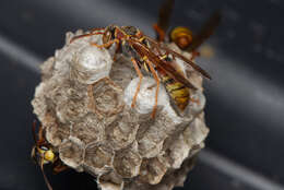 Image of Polistes humilis synoecus de Saussure 1853