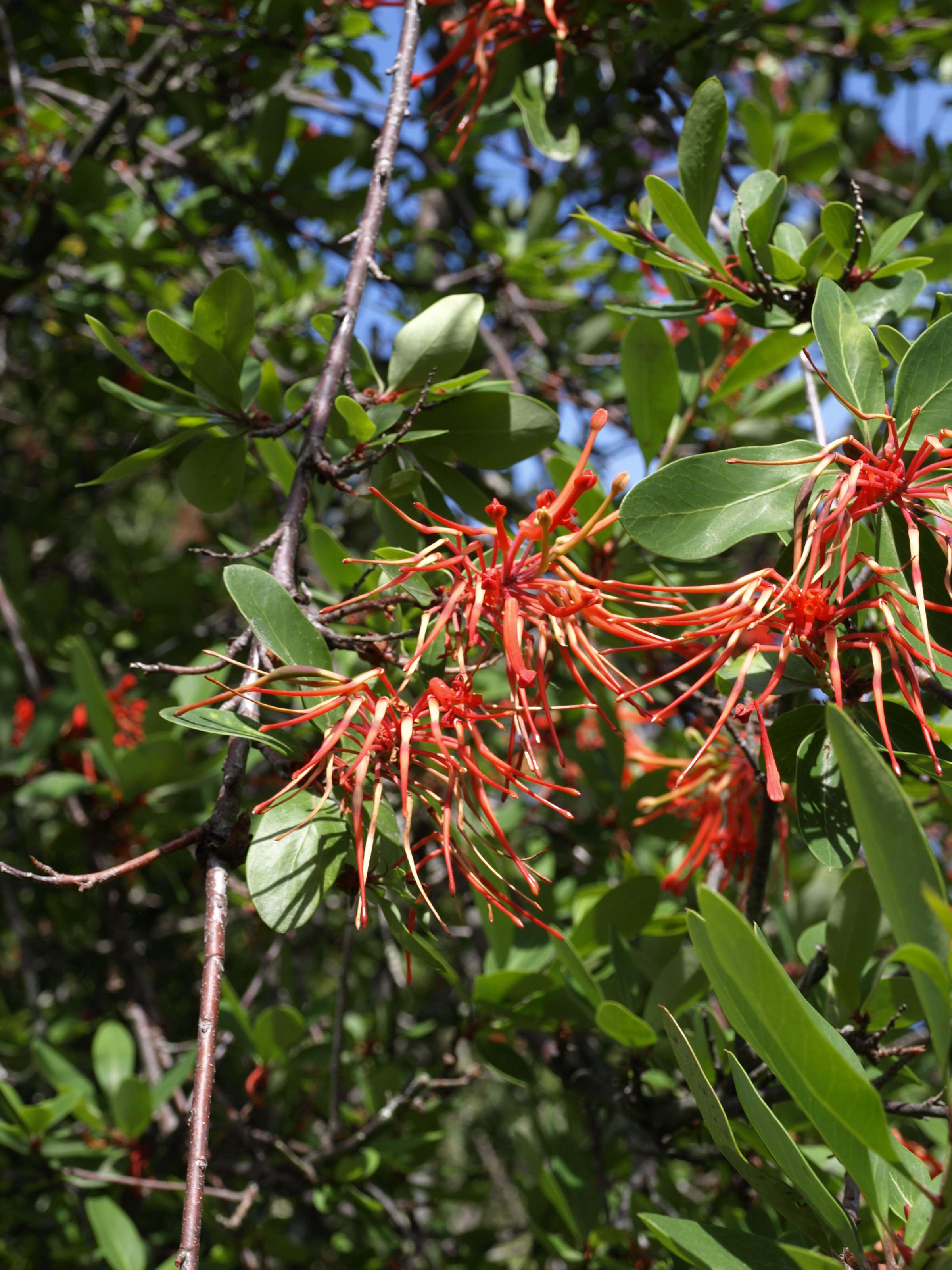 Слика од Embothrium coccineum J. R. Forster & G. Forster