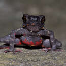 Image of Malabar torrent toad