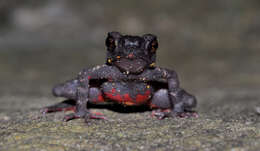 Image of Malabar torrent toad