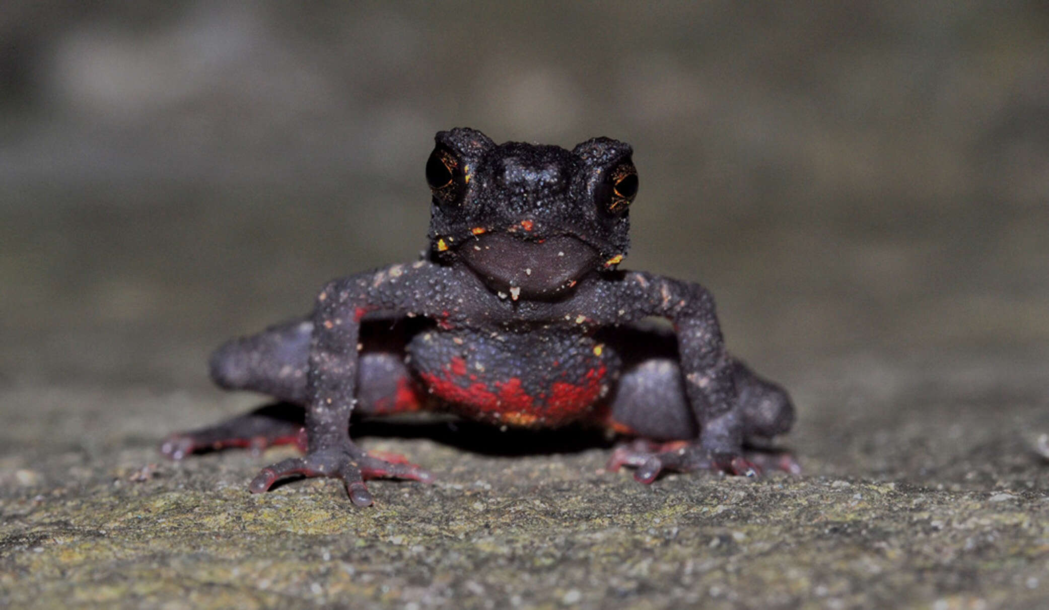 Image of Malabar torrent toad