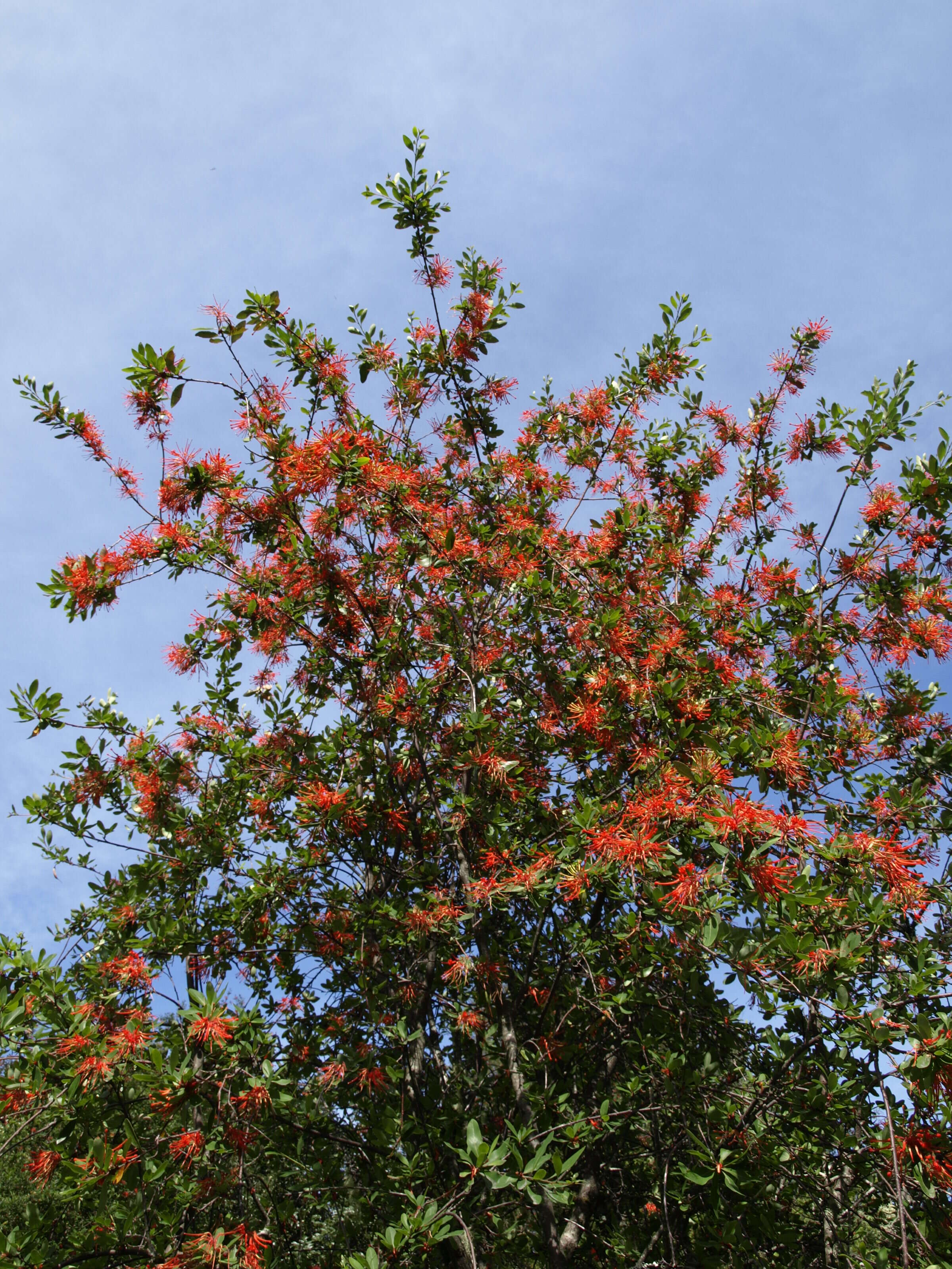 Imagem de Embothrium coccineum J. R. Forster & G. Forster