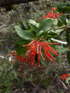 Imagem de Embothrium coccineum J. R. Forster & G. Forster