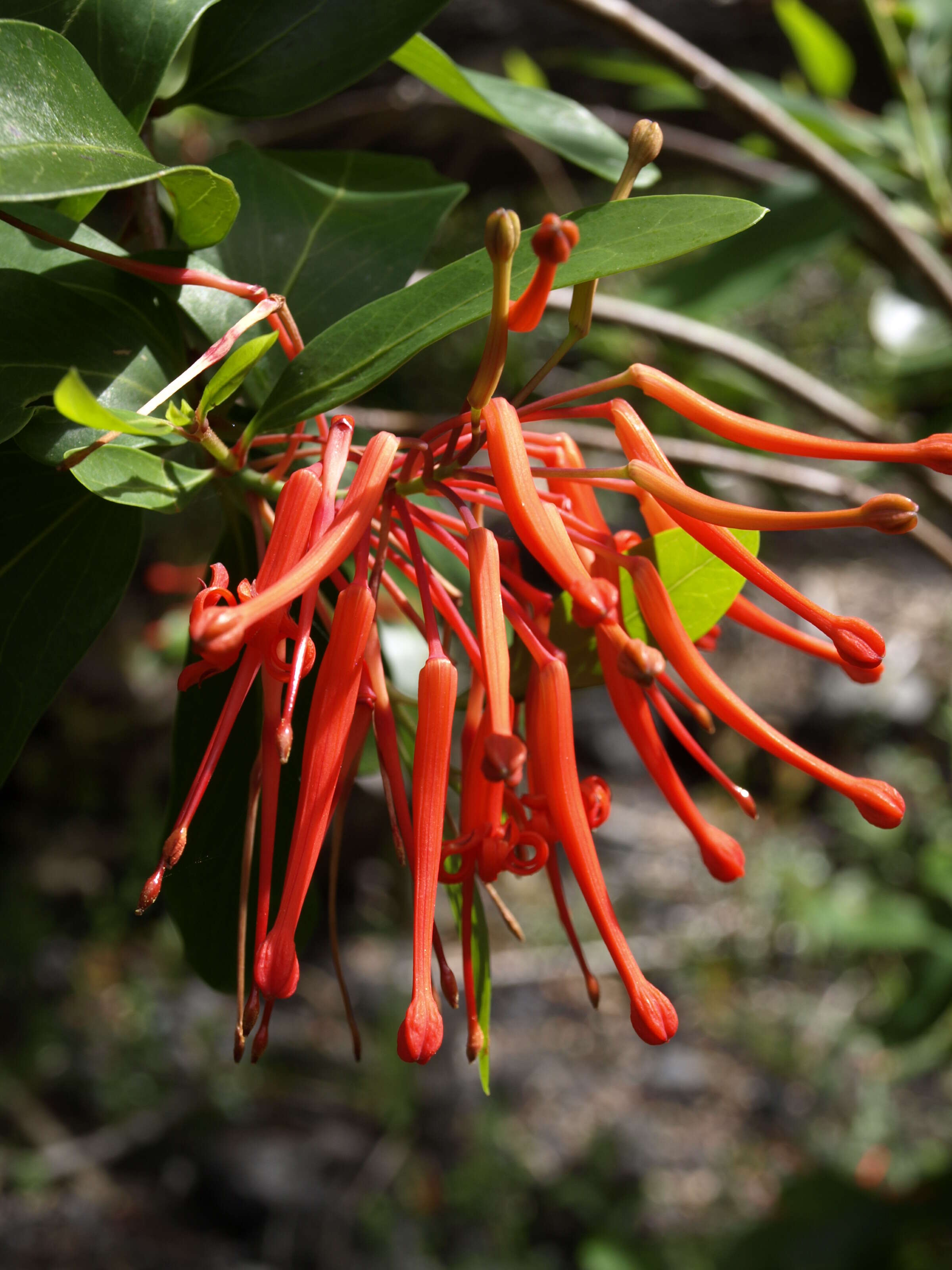 Imagem de Embothrium coccineum J. R. Forster & G. Forster