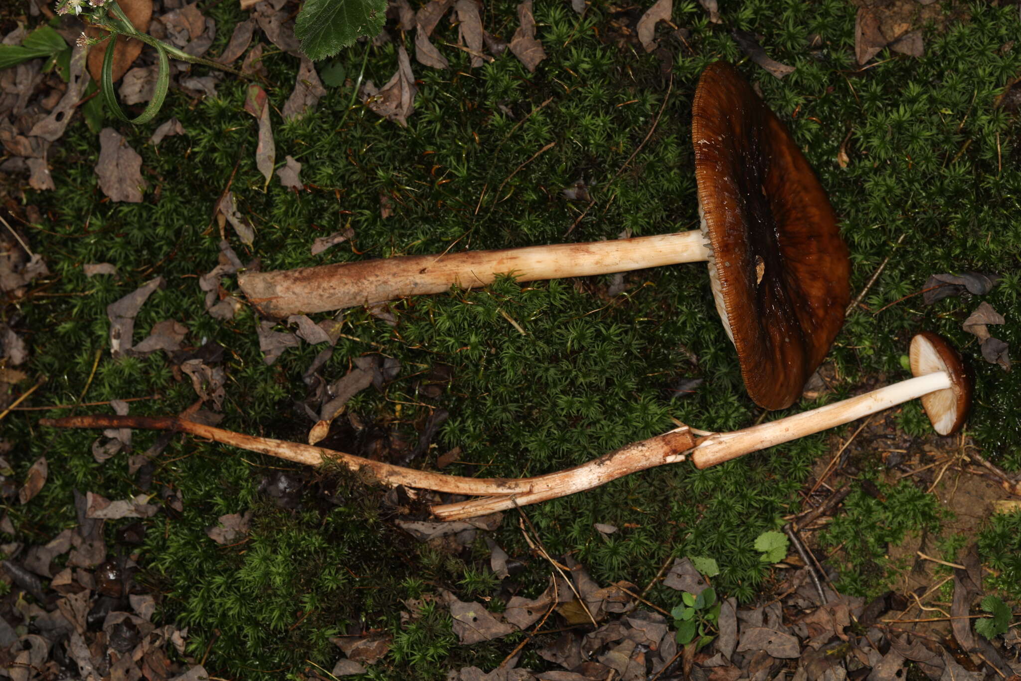 Image of Hymenopellis rubrobrunnescens (Redhead, Ginns & Shoemaker) R. H. Petersen 2010