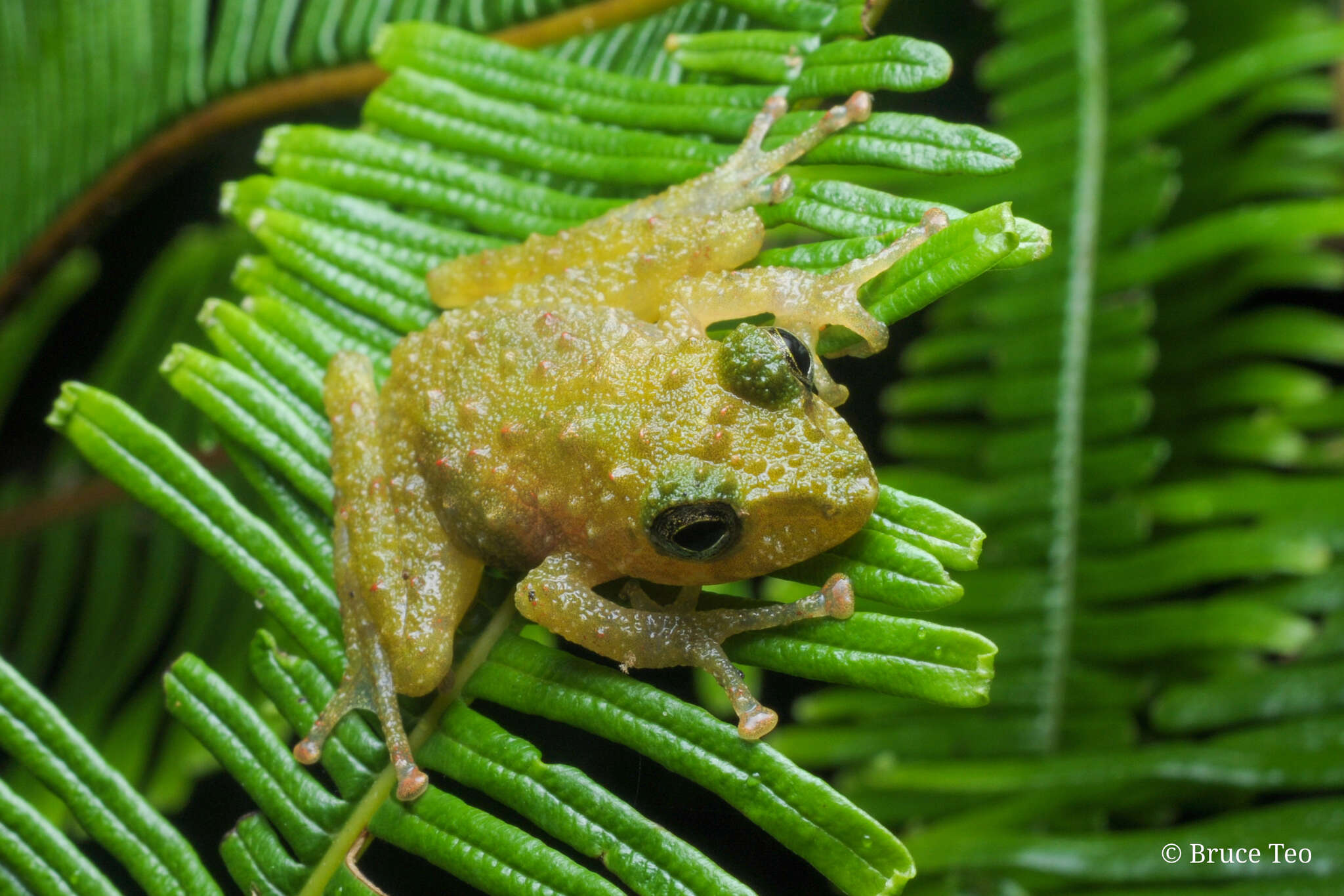 Image of Gunung Mulu Bubble-nest Frog