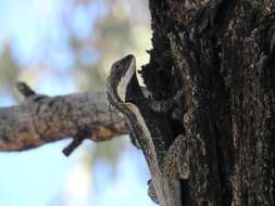 Image of Amphibolurus burnsi (Wells & Wellington 1985)