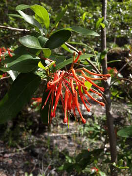 Imagem de Embothrium coccineum J. R. Forster & G. Forster