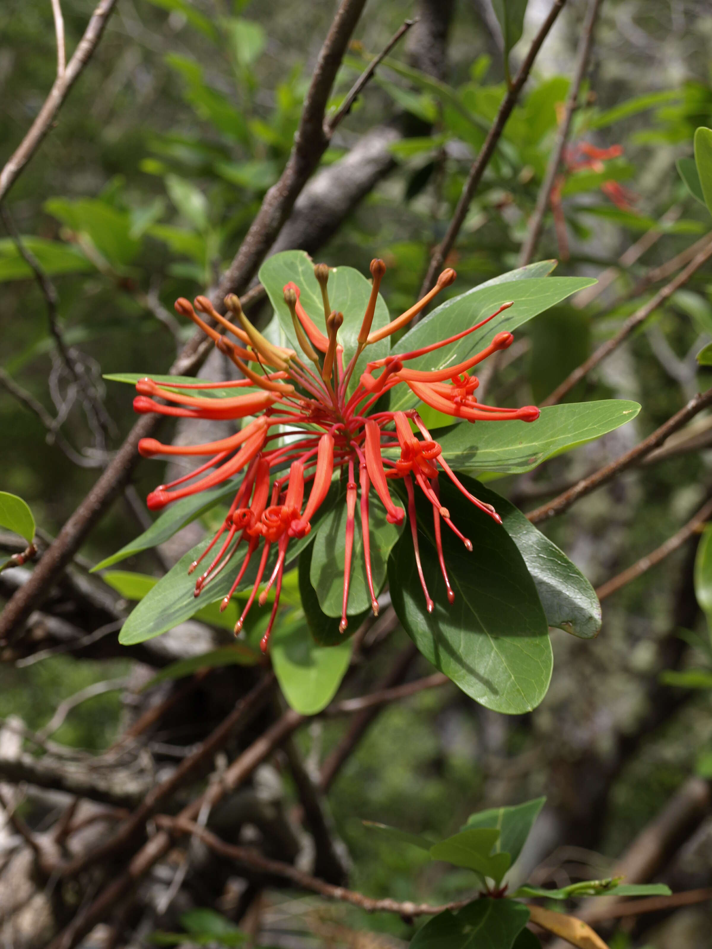 Imagem de Embothrium coccineum J. R. Forster & G. Forster