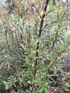 Слика од Salix arbusculoides Anderss.