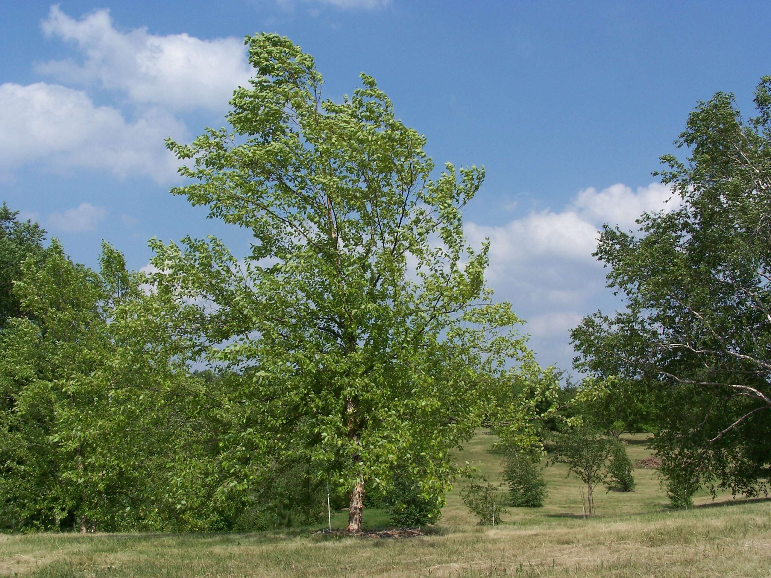 Image of Black Birch