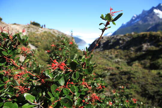 Imagem de Embothrium coccineum J. R. Forster & G. Forster