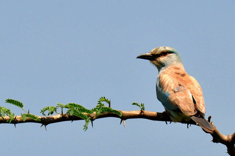 Image of European Roller