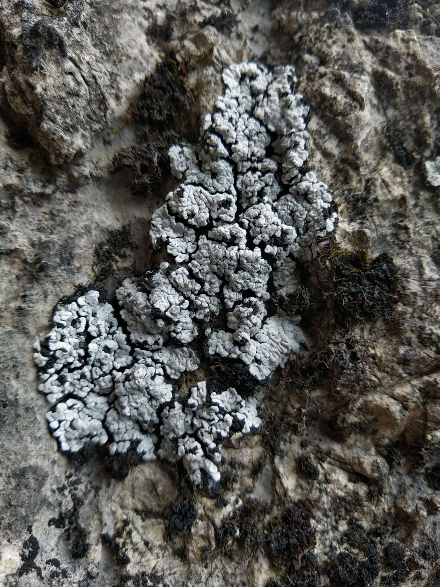 Image of bruised lichen