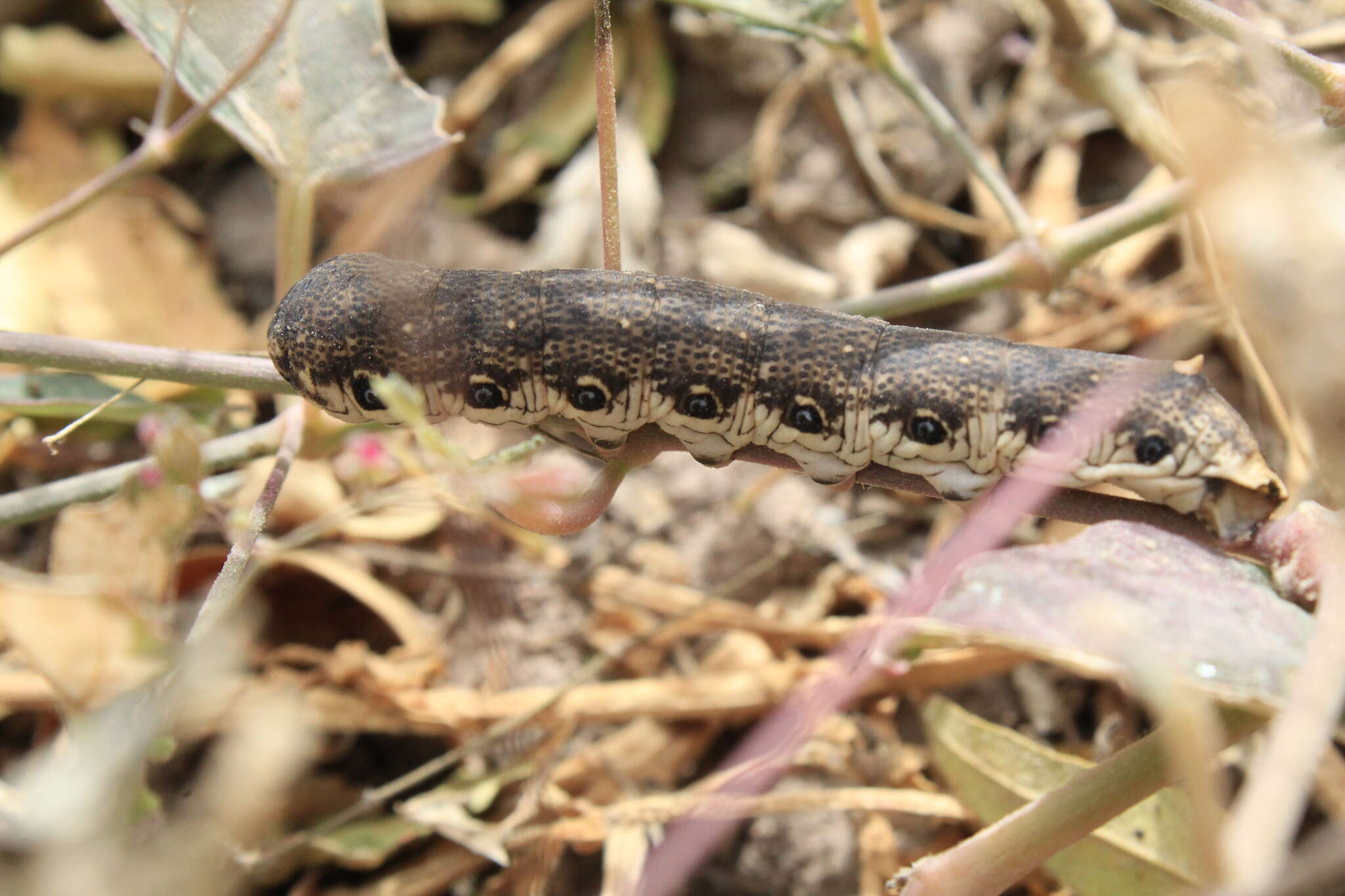 Image of Terloo Sphinx