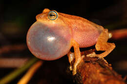 Image of Coorg Yellow Bush Frog