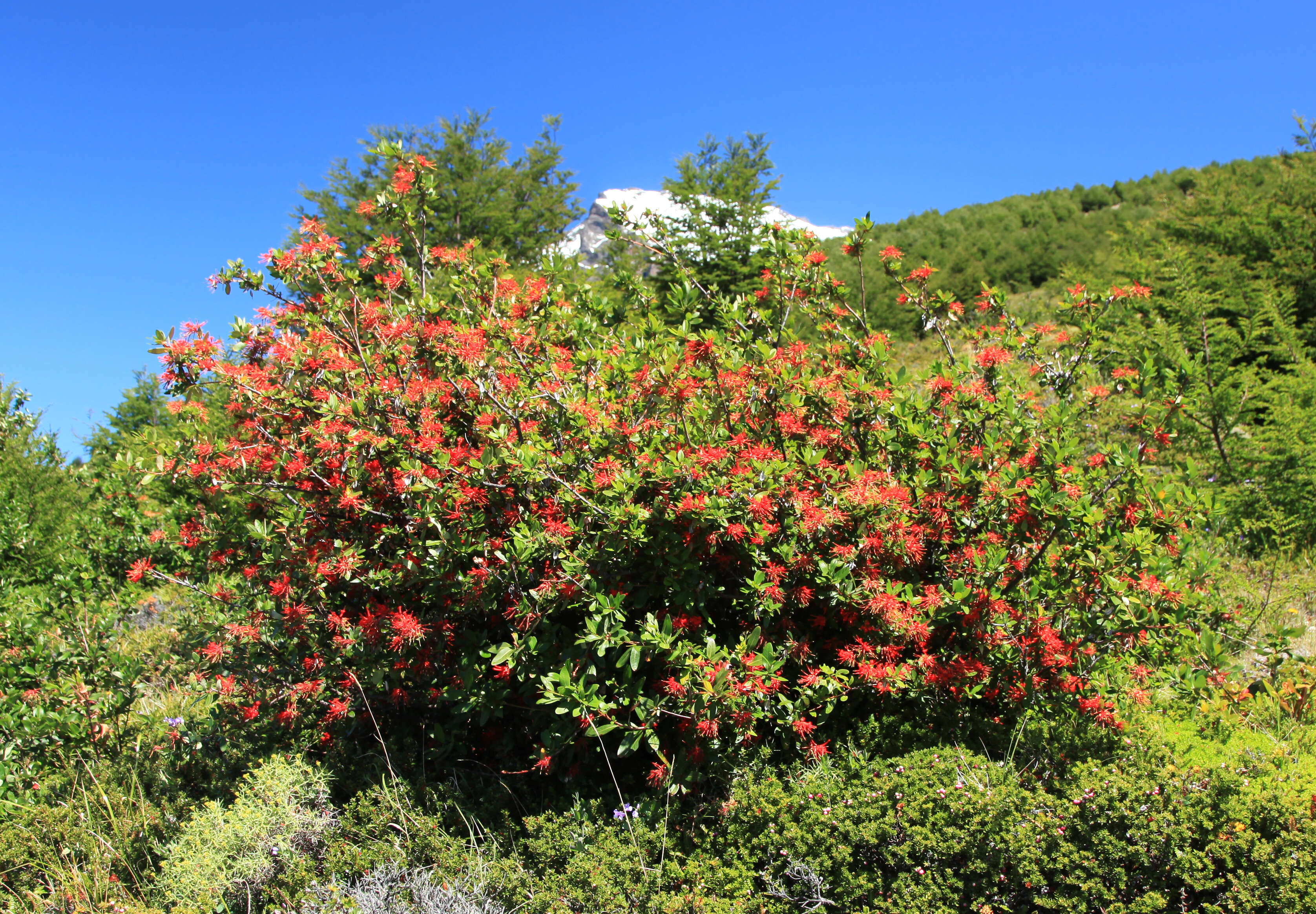 Imagem de Embothrium coccineum J. R. Forster & G. Forster