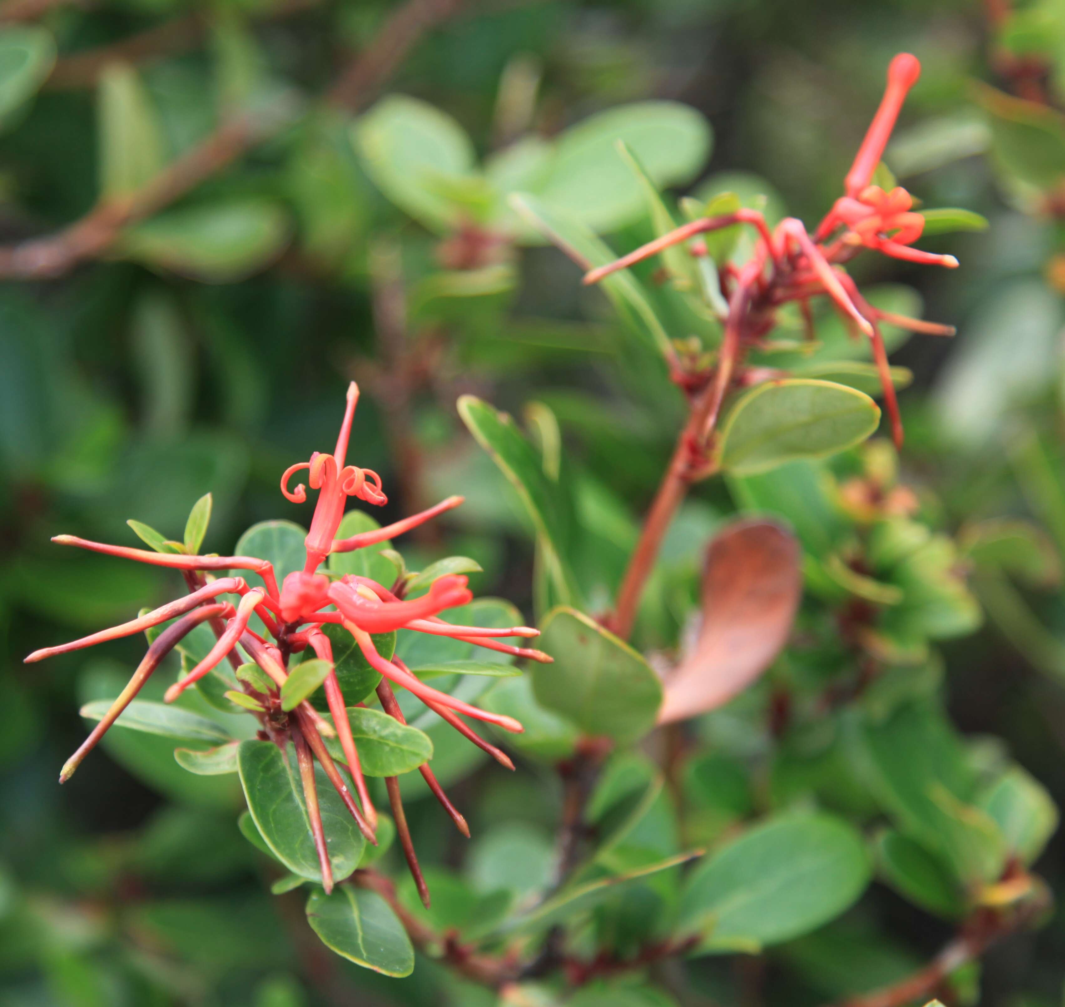 Слика од Embothrium coccineum J. R. Forster & G. Forster