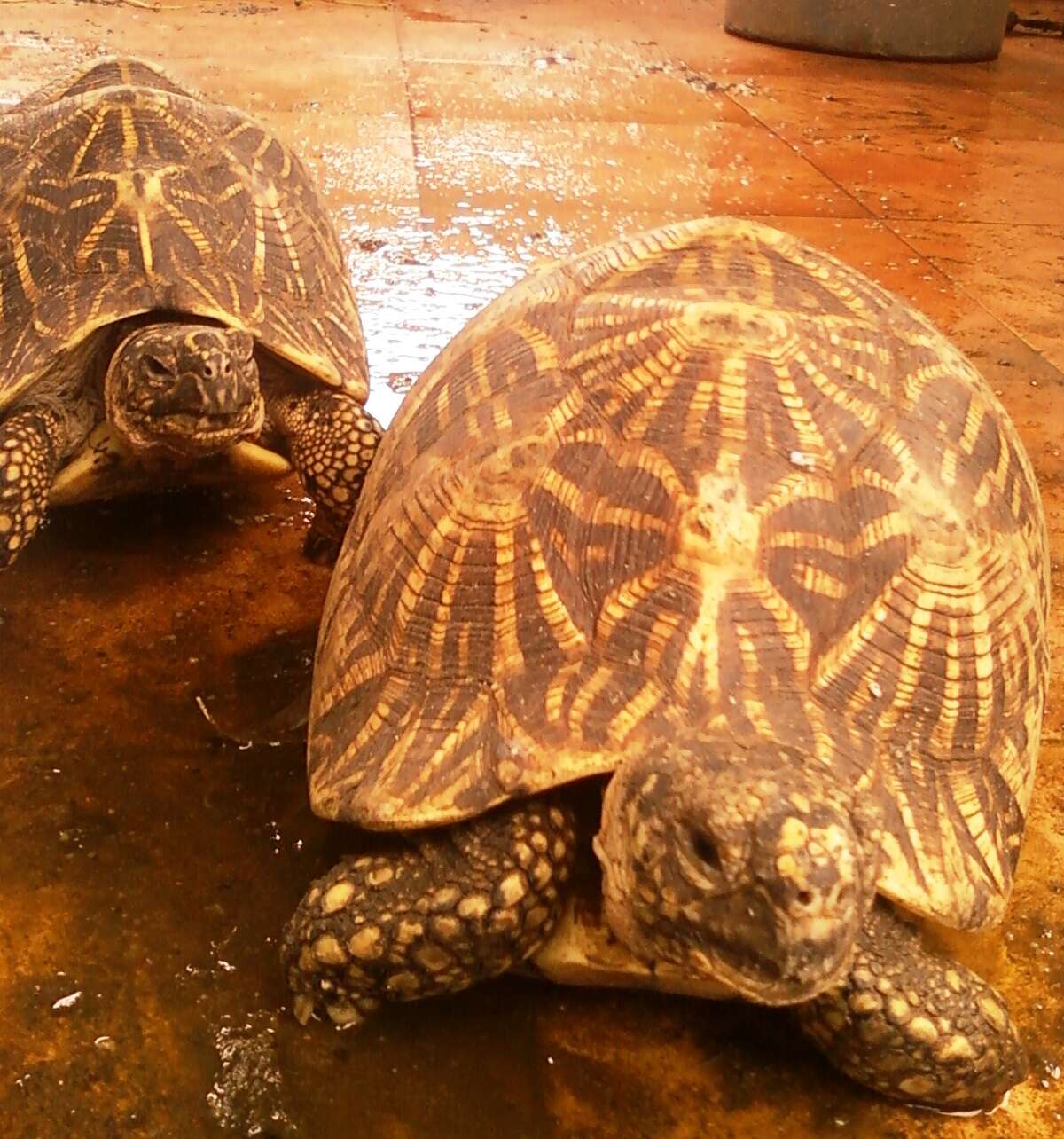 Image of Typical Tortoises