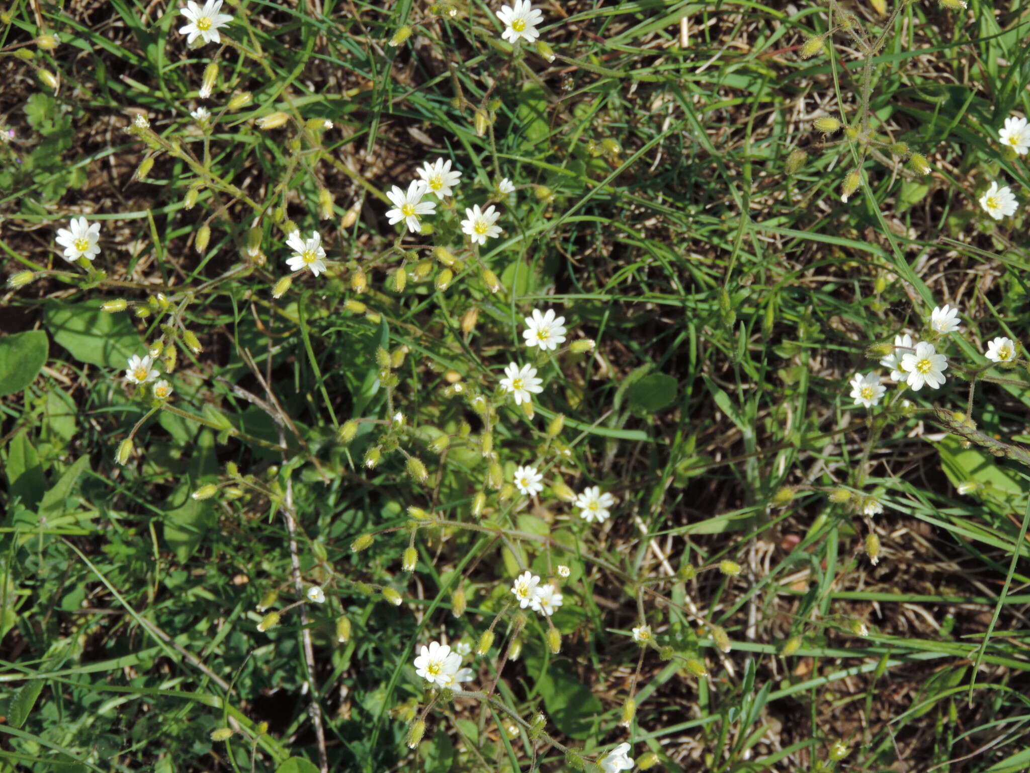 صورة Cerastium ligusticum Viv.