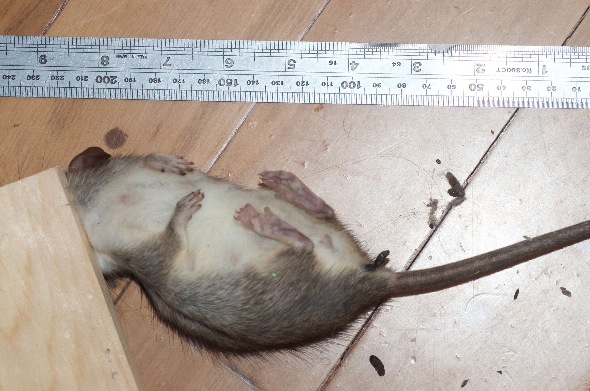 Image of Black Rat