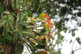 Image of Guarianthe aurantiaca (Bateman ex Lindl.) Dressler & W. E. Higgins