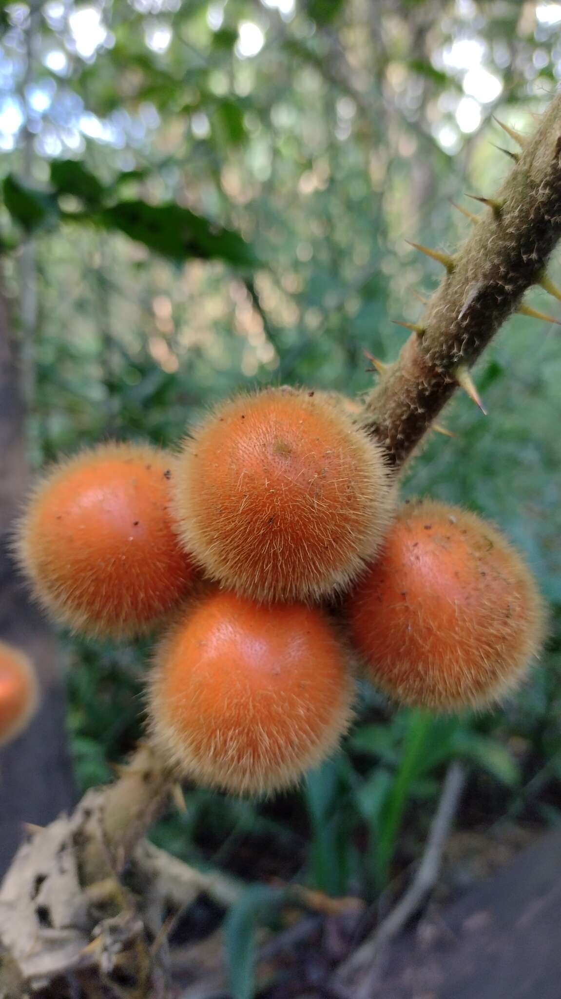 Image of Solanum hirtum Vahl