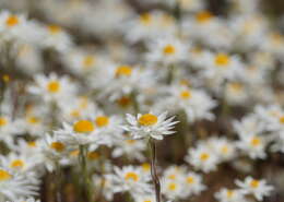 Image of Hyalosperma praecox (F. Müll.) P. G. Wilson