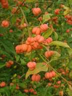 Image of Common spindle tree