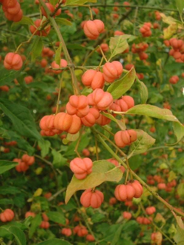 Image of Common spindle tree