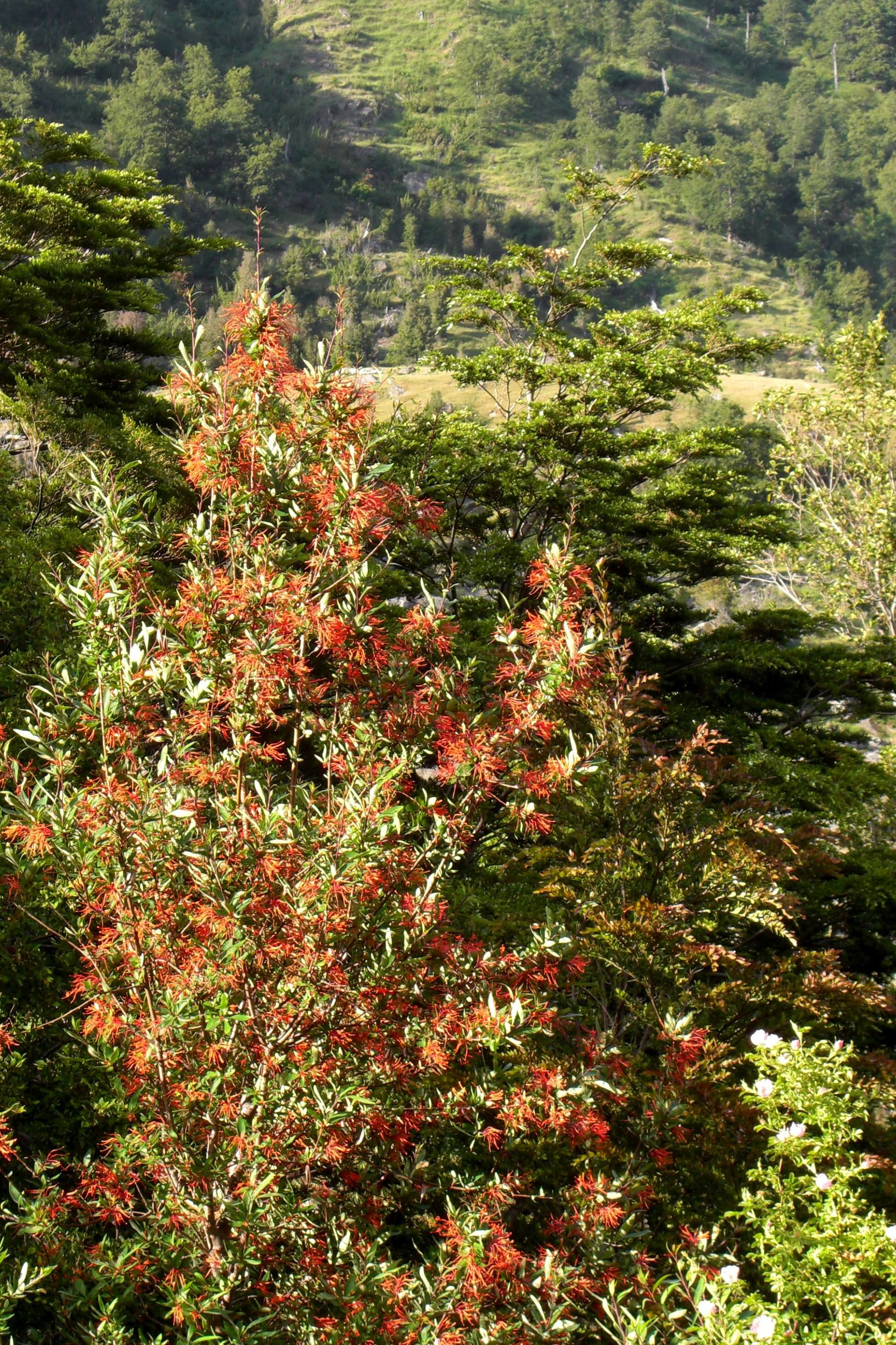 Imagem de Embothrium coccineum J. R. Forster & G. Forster