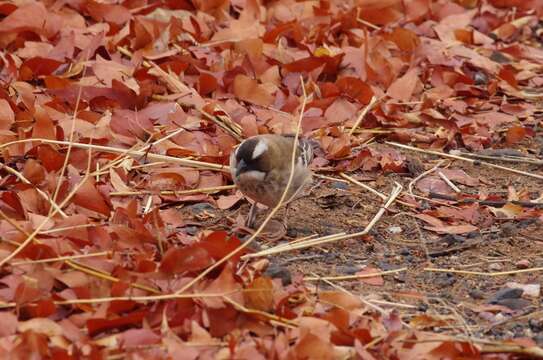 Image of sparrow-weaver