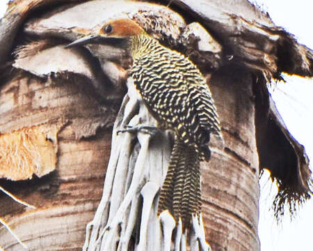 Image of Cuban Flicker