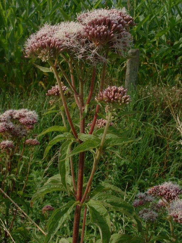 Image of hemp agrimony