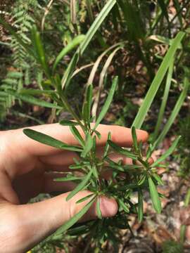 Image of Hibbertia linearis R. Br. ex DC.