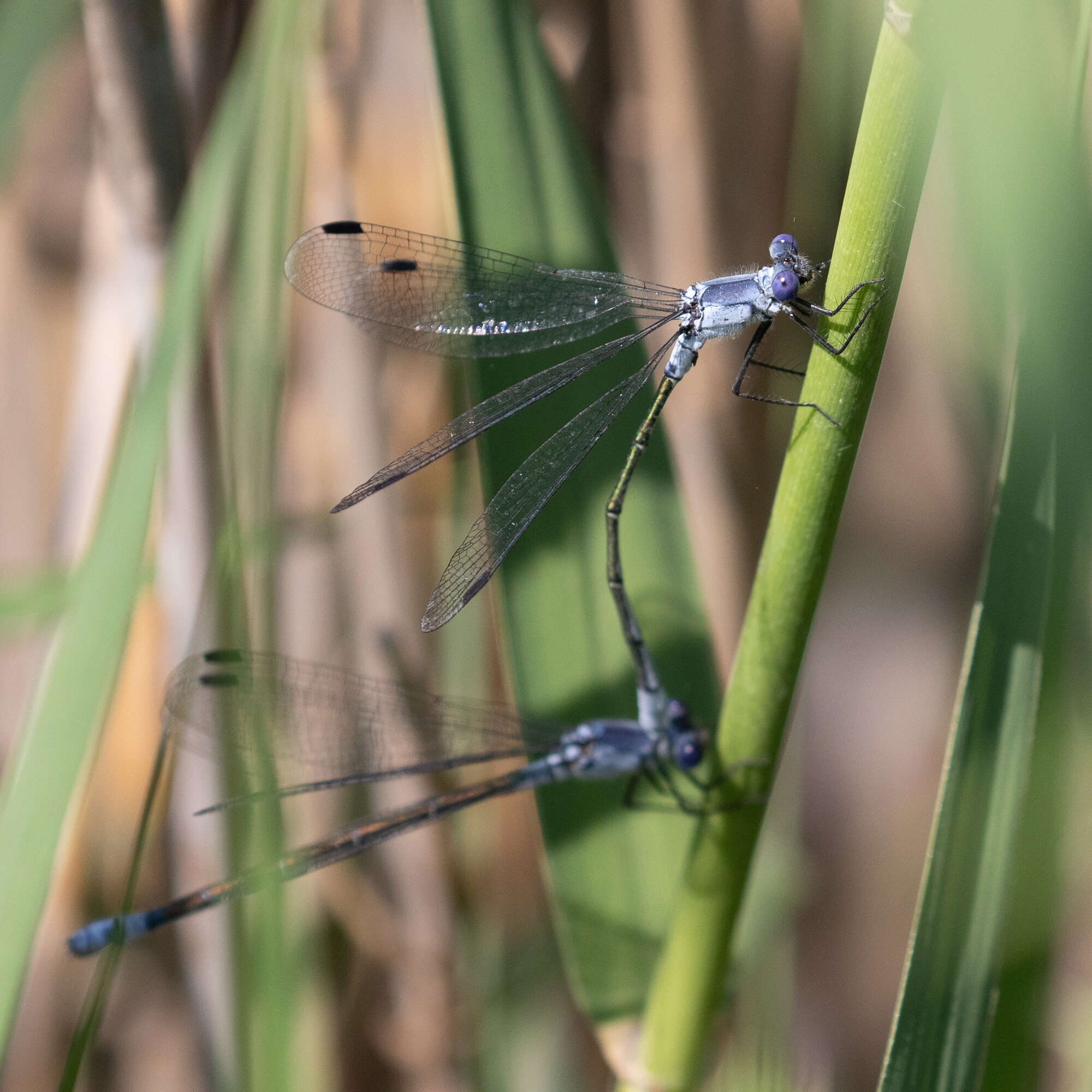 Image of Dark Emerald Damselfly