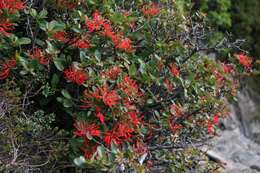 Imagem de Embothrium coccineum J. R. Forster & G. Forster