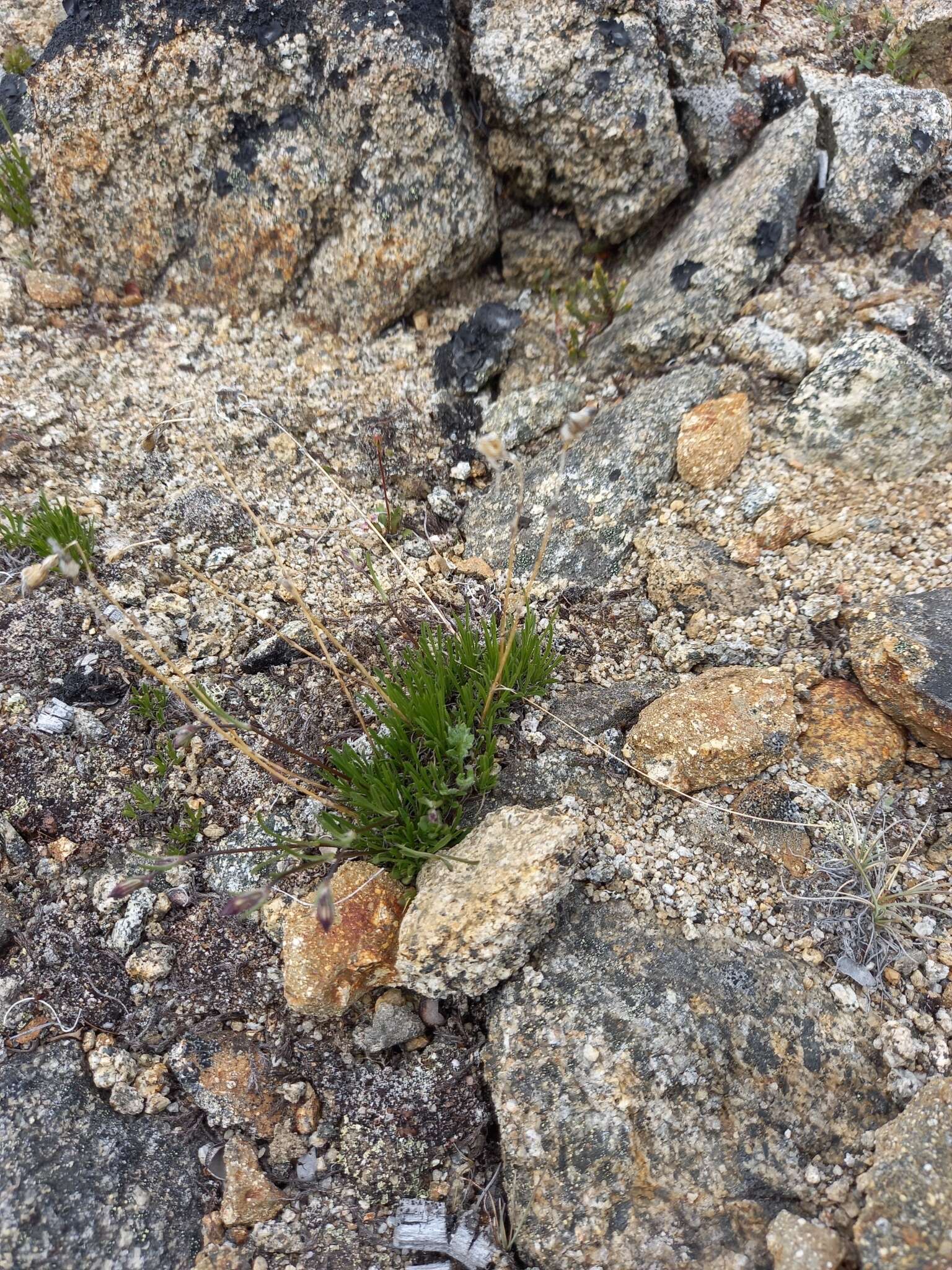 Image of narrow-leaved campion